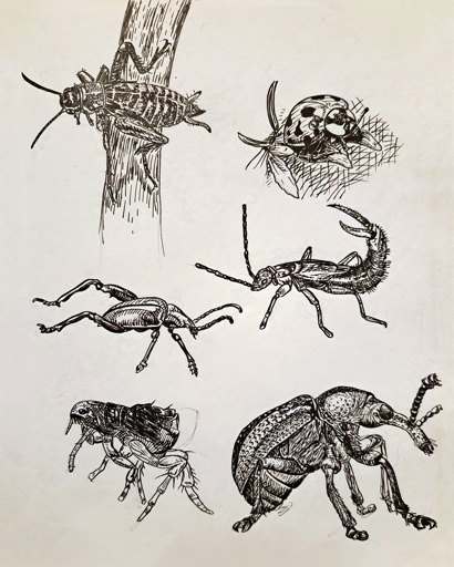 Brush pen studies of various insects.
